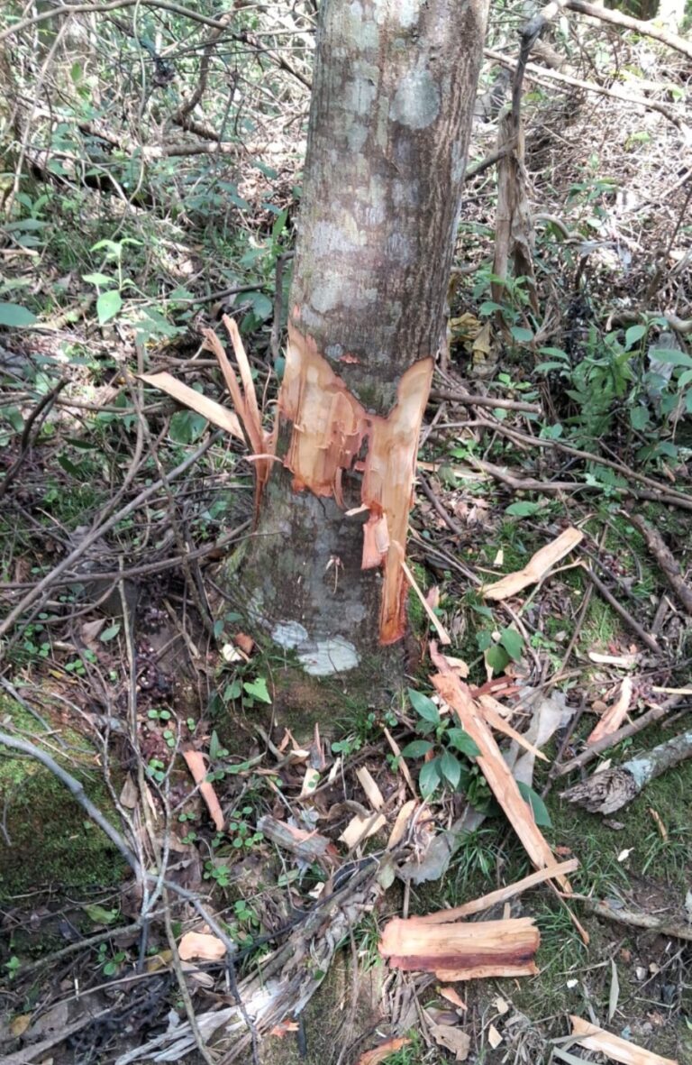 Secretaria de Agricultura e Meio Ambiente alerta para danos em árvores no Parque Ambiental Municipal