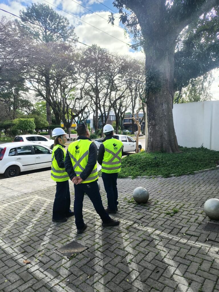 Magnólia com proteção legal recebe manejo especializado para conservação